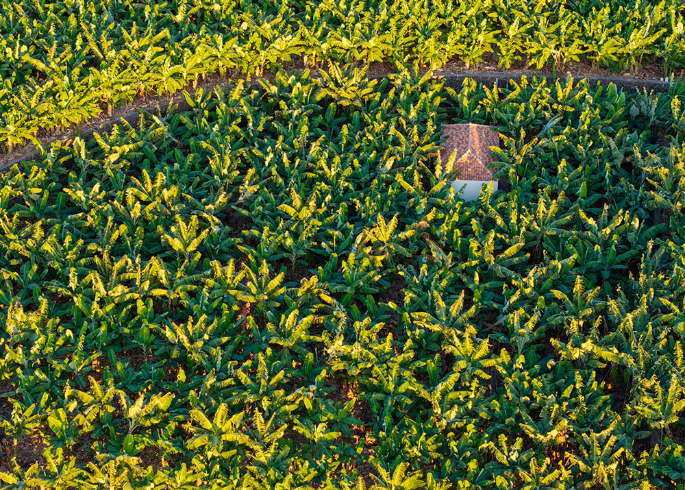 Vista aérea cultivo de plataneras en La Palma