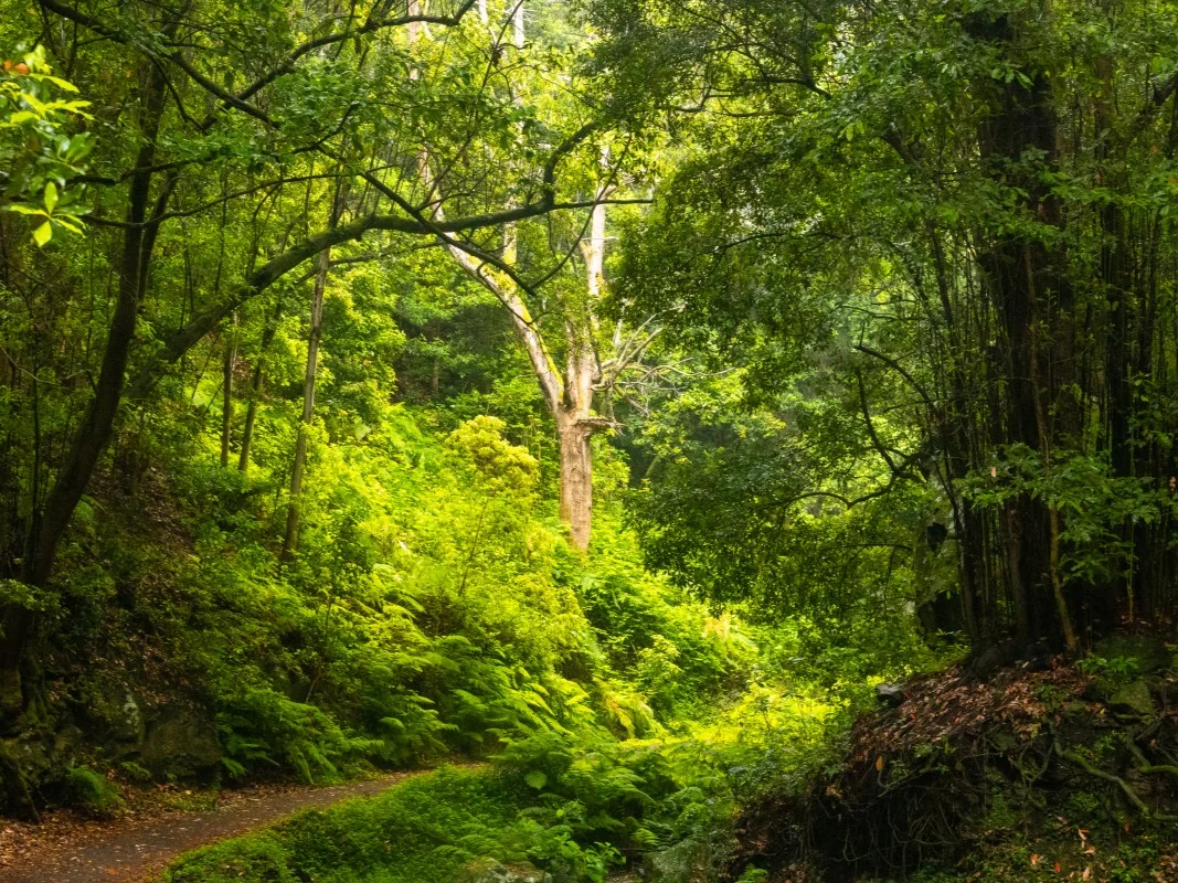 Mejor época para viajar a La Palma